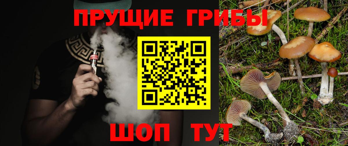 Юрга  Галлюциногенные грибы Cubensis  Вход с VPN  Галлюциногенные грибы мицелий 